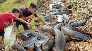 Awesome Fishing Season Dry 2023 - Finding Catfish in mud by hands boys at the field