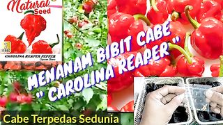MENANAM BIBIT CABE CAROLINA REAPER..Cabe terpedas sedunia