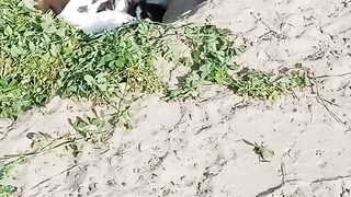 Rabbits eat food