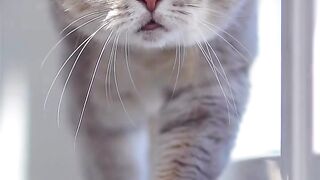 Beautiful cats