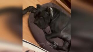 Funny Cats / Dogs - Funny Animals 275