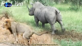 Lion & White Rhino Marking His Territory | Lion pooping, Rhino pooping.Video 2023