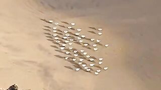 Birds Playing with Water ????