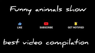 Very funny cats and dogs????Funny animal videos 2023 #14