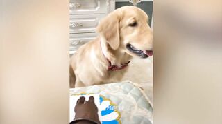 Dog Reaction to Cutting Cake ???? Funny Dog Cake Reaction Compilation