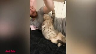 Essayer De Ne Pas Rire Animaux - Vidéos De Chats Drôles À Mourir De Rire #110