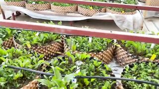 Veggie garden in Air Pots