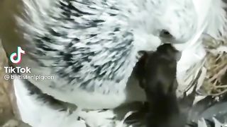 Tik tok vedio