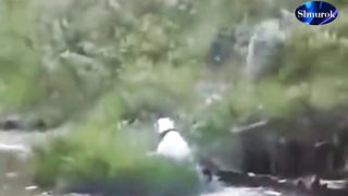 Look soon!!! Pitbull VS Wolf - When Trained Pitbull Attacks Wolf in Wild - ENIK. Video 2023