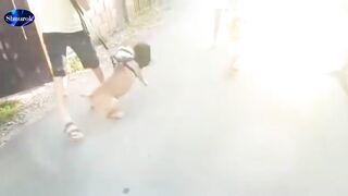 Look soon! A handsome cat tore the muzzle of a pit bull. Video 2023