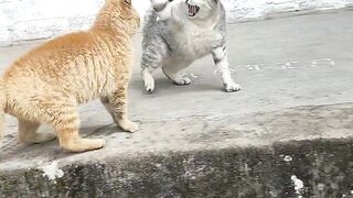 Cat quarrel
