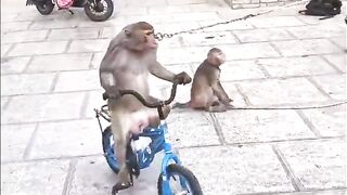 Funny monkey show 2023