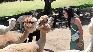 Funny animals