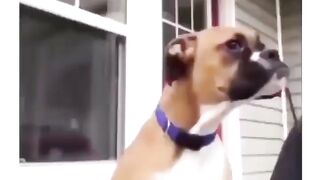 Cachorro bocejando