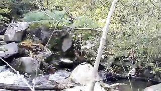 Bejaia nature forest