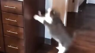 Wee Funny Video