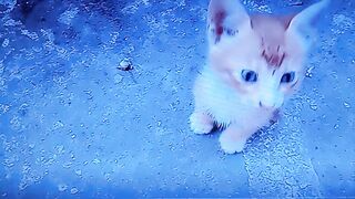 CURIOUS LITTLE PUSSY