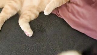 This is Cat's Love #cat #funny #funnycats #funnyshorts #funnyvideo #shortvideo #short #shorts