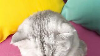 Funny Cat TikTok to Brighten Up your Day #cat #funny #funnycats #funnyshorts #funnyvideo #shortvideo #short #shorts 2