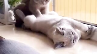 Watch & Laugh! These Funny CATS Will Make Your Day - Funniest Cat Videos #cat #funny #funnycats #funnyshorts #funnyvideo #shortvideo #short #shorts