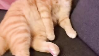 This is Cat's Love #cat #funny #funnycats #funnyshorts #funnyvideo #shortvideo #short #shorts 2