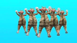 remix dance cat, cute and adorable
