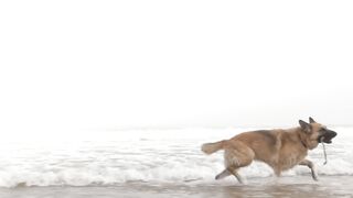 Doggy Sea beace