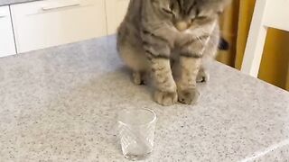ТОП приколов с КОТАМИ - Самые СМЕШНЫЕ коты!