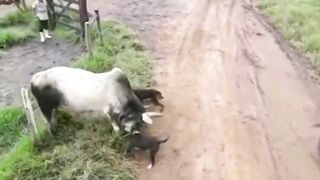 Animals 3