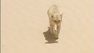 Chat des sables VS Serpent du désert