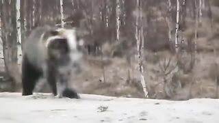 35 hero animals that saved human lives