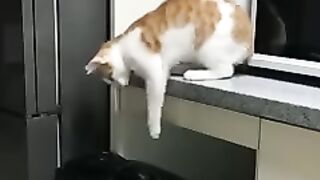 Dogs _cats funny