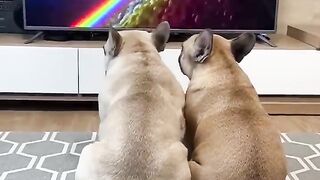 Dogs Heartbreaking Reactions To SADDEST Movie Scene