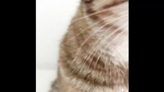 TikTok funny cats video compilations 2023