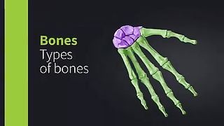 Types of Bones