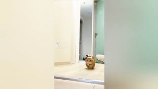 Funny cats