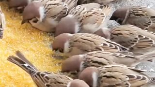 Bird's