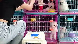 Pocket Dog