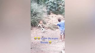 Funny And Crazy Dog Videos 2023 ???????? - Funniest Animals Reaction