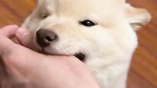 When My Dog Bite Me
