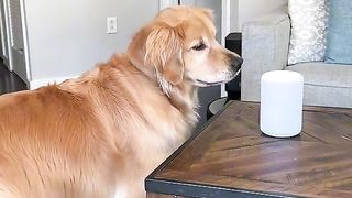I Train My Dog Like This