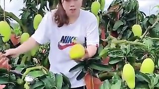 Mashallah beautiful and sweet mangoes  tree