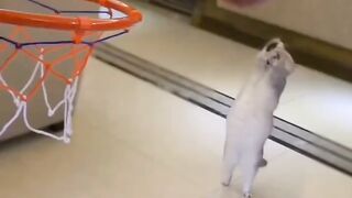 funny moments cats
