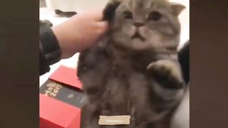 Vidéo animals - cats and dogs ????????#animals #funny #2023