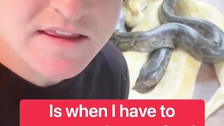 HOW FEED THE BIG SNAKES!!!!!