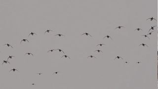Goose hunting