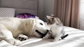 Cat and dog funny
