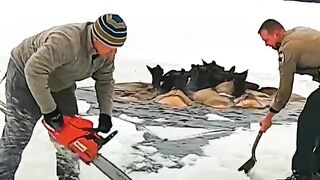A group of moose fell through thin ice into icy water.  Video 2023