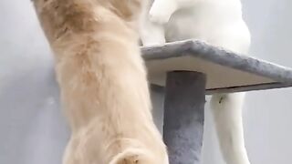 Cats Fight viral video 2023