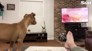dog reacts dog reacts